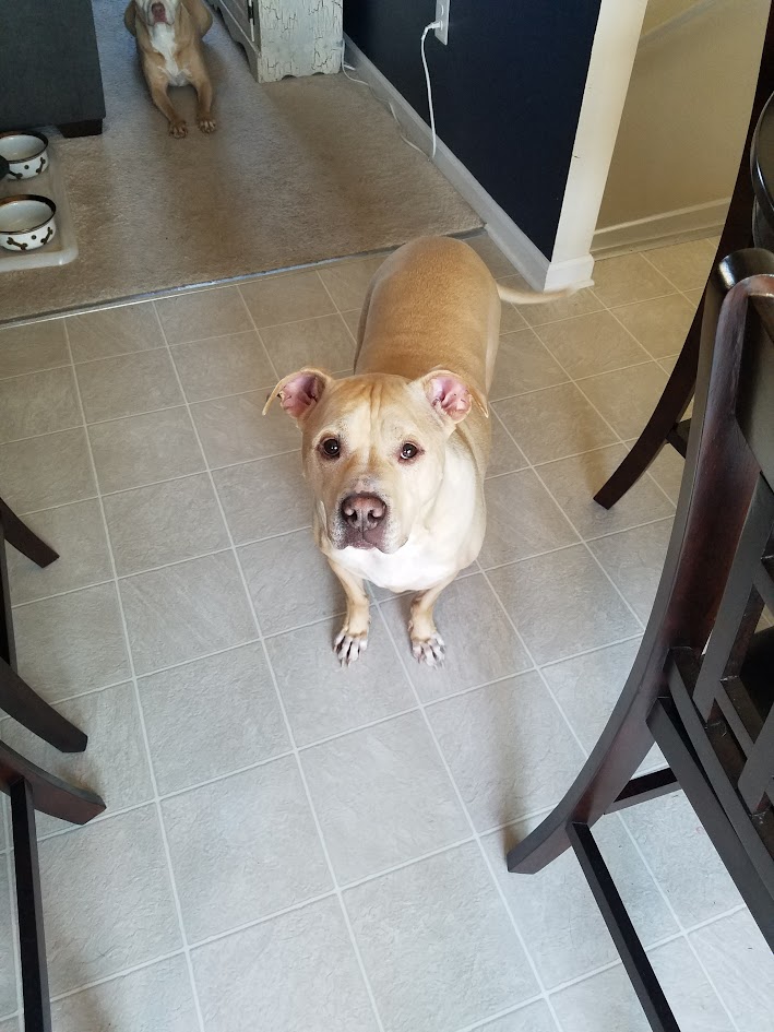 Rex, the loyal guardian of Heimroot